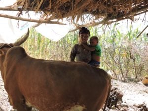 Truth about goats: a young mother stands next to a cow, purchased through income from goat rearing.