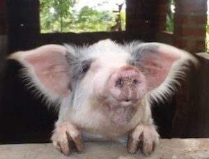 Best.Gift.Ever in Action: Pig in a pen