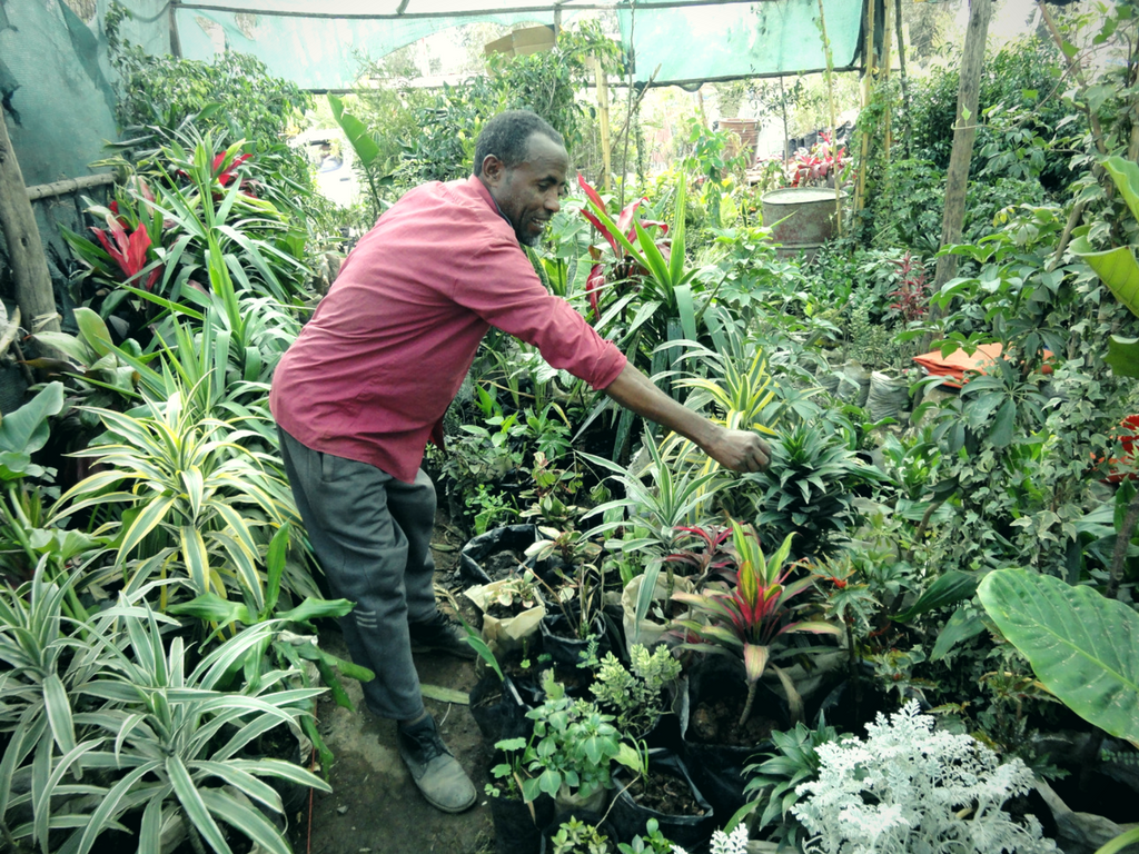 Garden shop: Dino tends to the plants in his garden shop in Ethiopia