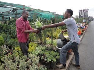 Garden shop: Dino hands a seedling to a customer