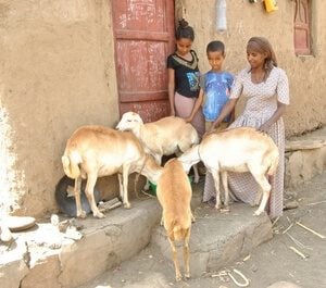 A mothers promise.: Yeshi and her children with their four sheep