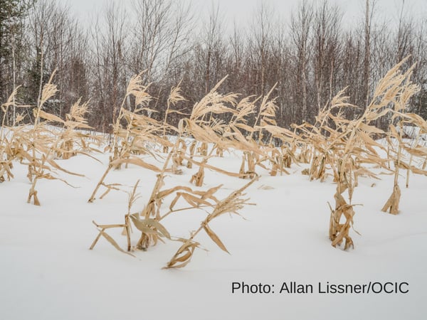 Why is there food insecurity in Canada?