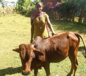 Tsion standing with her farm ox