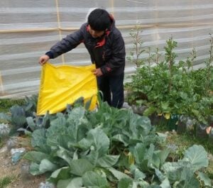 A young boy covers his crops with a tarp
