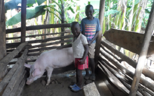 Two boys stand with a pig in a pen, part of a Ugandan pay-it-forward livestock scheme.