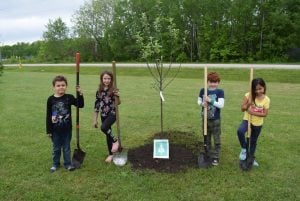 Four elementary students planting a tree 