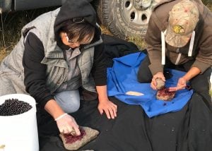 Two Indigenous community members processing berries that they've picked
