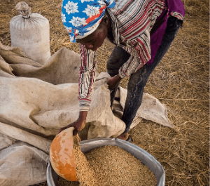 A woman pours seeds into a large bucket