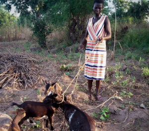 A woman rearing her herd of goats