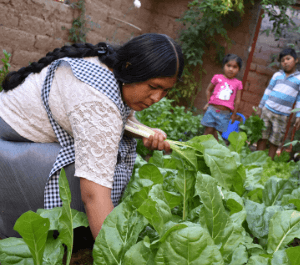 A woman harvests her crops in her garden while her children watch her. 