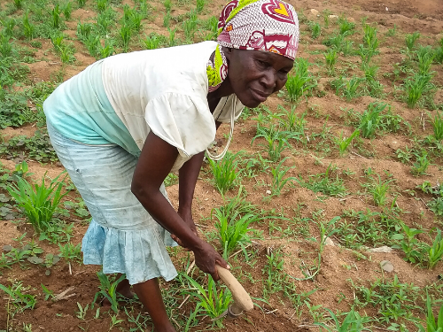 A woman tills her farm land