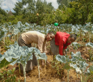 A mother and her teenage daughter harvest their cabbage crops in their field