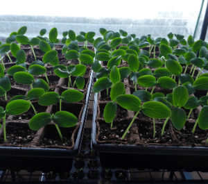 Seedlings in seed pods