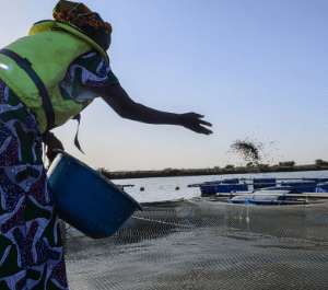 A woman throws fish feed to her fingerlings on the water