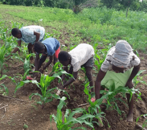 A group of people weeding and tilling soil in their farm