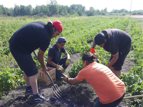 a group of people digging up harvested produce in a field