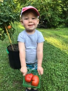 A toddler wearing a gray shirt and baseball cap holds a small basket of tomatoes. Behind him is a tomato plant, and he is in a lush green garden.
