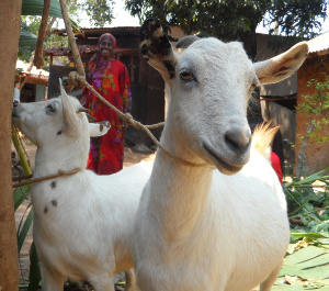 Two goats in their pen 