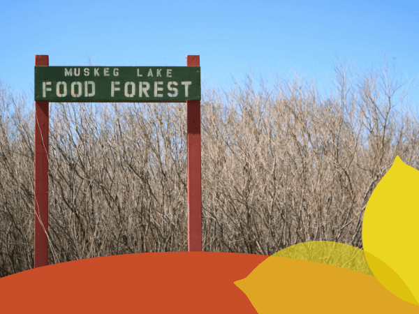 Food Forest Updates from Ahtahkakoop and Muskeg Lake