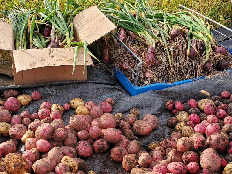 Potato harvest in Sembaa K'e First Nation, NWT