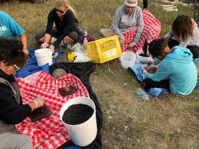 Community berry-picking at Beardy's & Okemasis