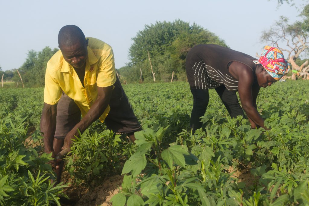 a man and woman are gardening in their home garden