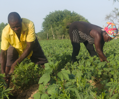 a man and woman work their farmland together