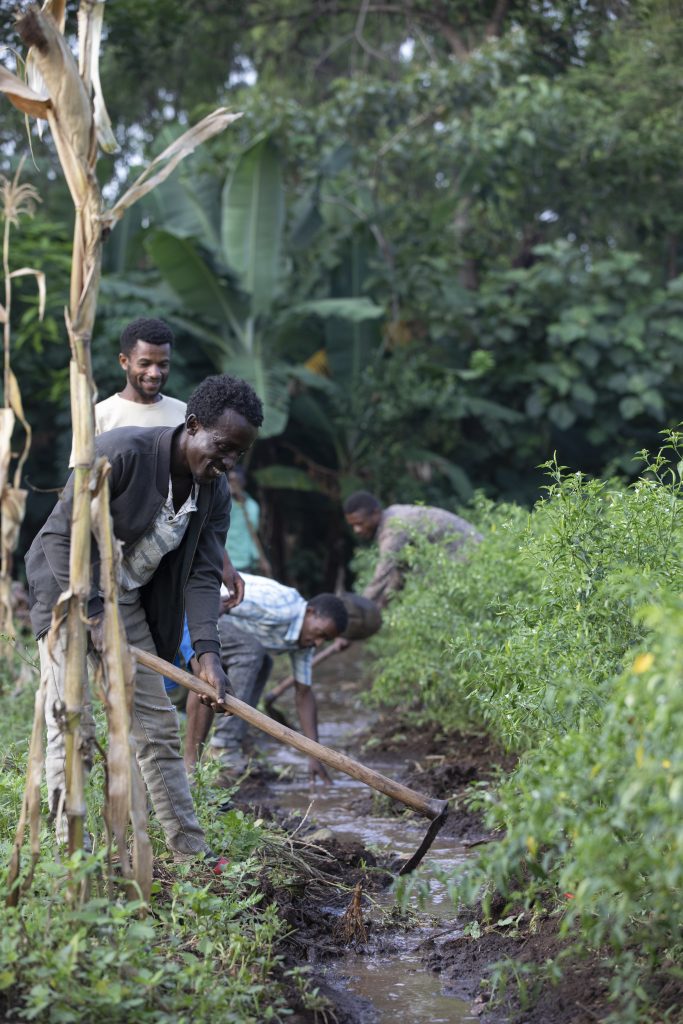 Farmers are tending their pepper crops and maintaining the irrigation channel 
