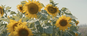 sunflowers