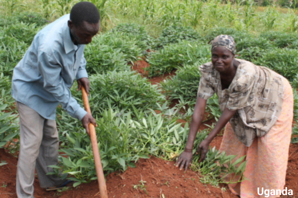Transforming African agriculture through mentorship and innovation
