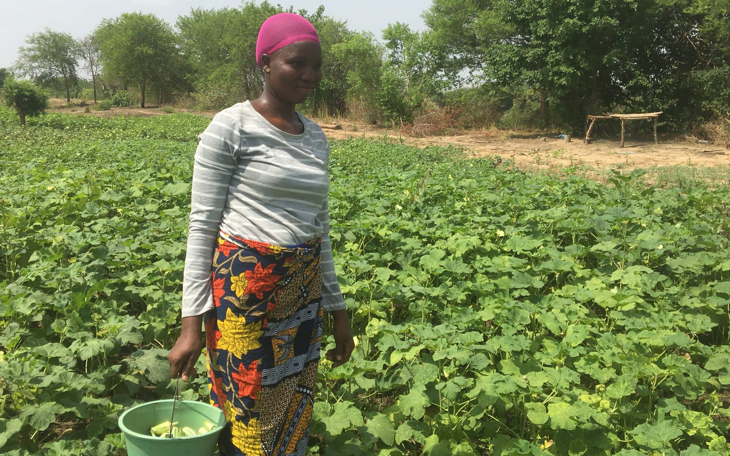 Women harvesting in her farm